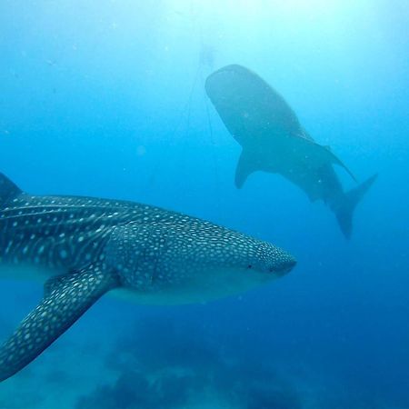 Southseas Beach Resort And Dive Center ซานตานเดร์ ภายนอก รูปภาพ