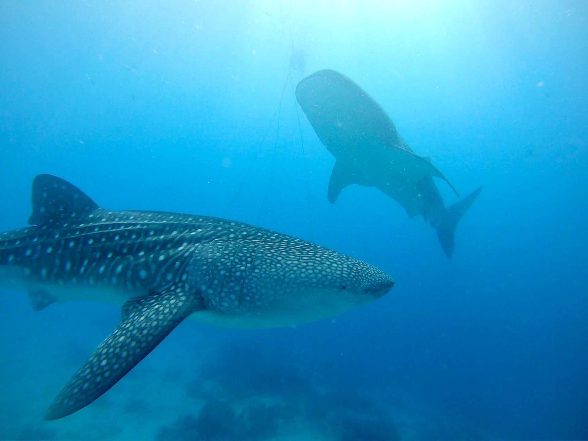 Southseas Beach Resort And Dive Center ซานตานเดร์ ภายนอก รูปภาพ